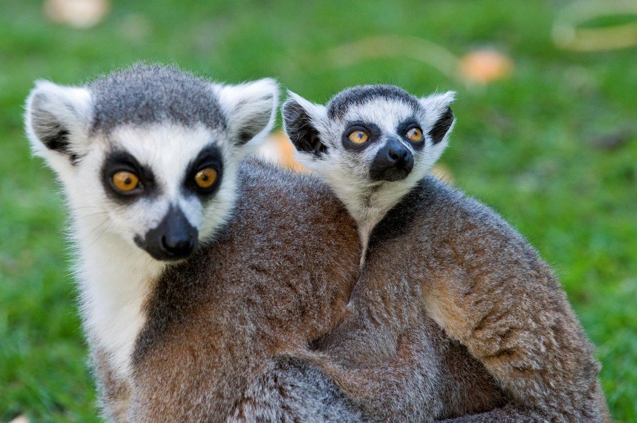 Blackpool Zoo - Animal Attraction - Family - Lemur - Marketing Lancashire